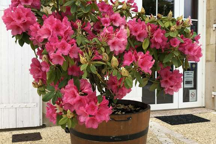 Les Marronniers de Montagne