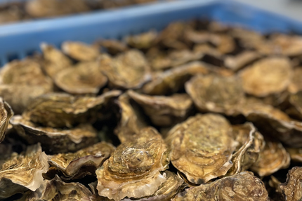 Les Viviers de la Saurine