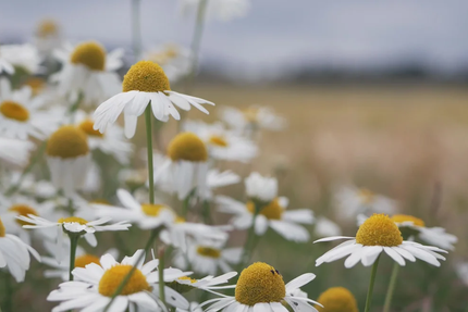 Brasserie Marguerite