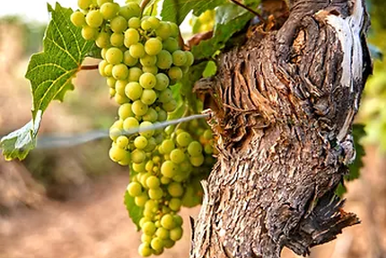 DELTA - Restaurant Paris 6