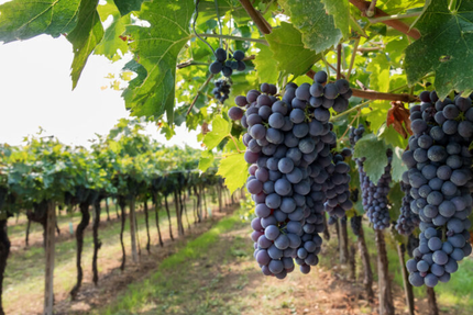 Restaurant Co’Pinard