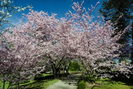 Le Relais Du Château (face au château)