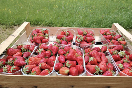 restaurant de l'abbatiale "Chez Julien" Paunat 24510