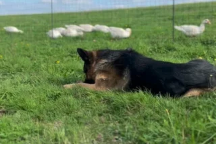 La Bergerie de Sarpoil