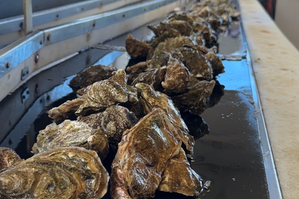 Dégustation by Cayouckette