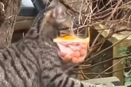 DOWL, The Hot Dog - Villeneuve-d'Ascq