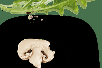 Pizzeria des Gaulois