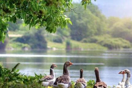 les CuiCuis : Crêperie Ambulante