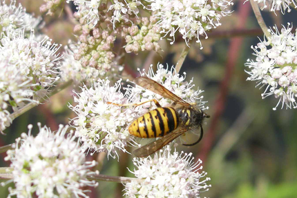 Auberge de la Diligence