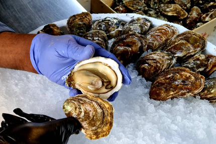 Jols Lyon Limonest - restaurant de poissons et fruits de mer