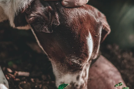 Restaurant L‘Estragon