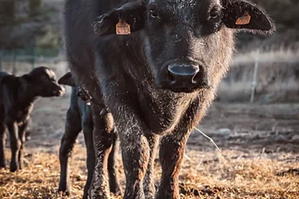 Restaurant Bourdasso