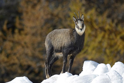 Auberge du Val d'Entraunes