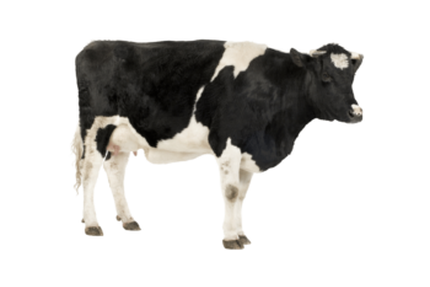 La Ferme d'Ormesson Restaurant Grillade