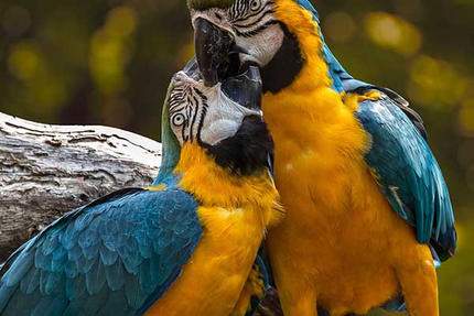 Restaurant L'Harmonie à Rodez