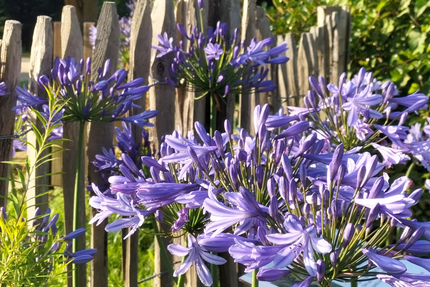 Restaurant Fleur d'Aubépine