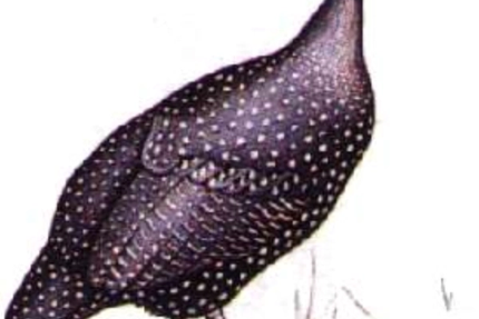 Restaurant de la Carpe