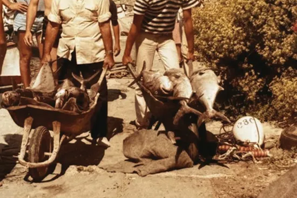 A MACCIOTTA " la maison de la langouste "