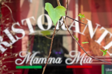 Mamma Mia Ristorante