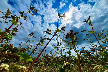 Fromentine & Sarrazin