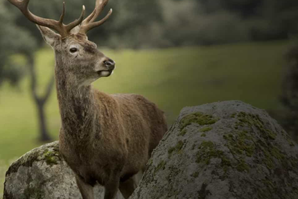 La Ferme des Vônezins