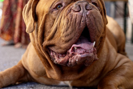 OKJA - Pizzeria & Cocktails à Lyon 7