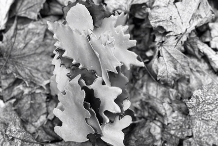 Thierry Schwartz - Le Restaurant