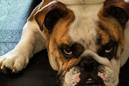 Bistrot La Belle Rose