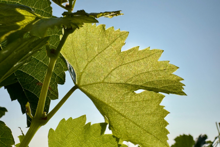 La Chapelle de Guiraud