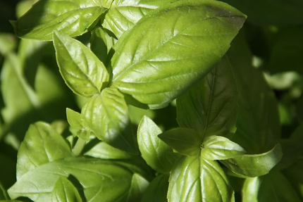 Citron & Basilic Artisan Traiteur