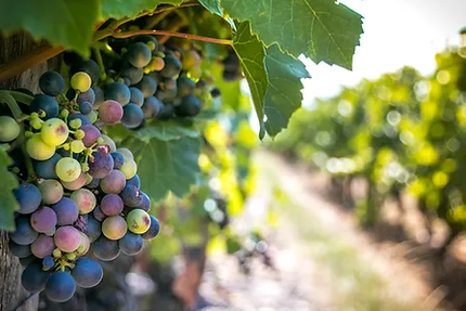 Le Bistronome en Beaujolais