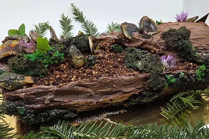 L’étoile de baloo