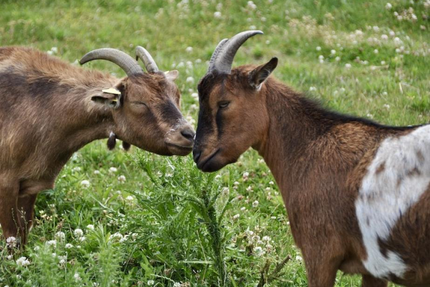 La Crêperie de Gally