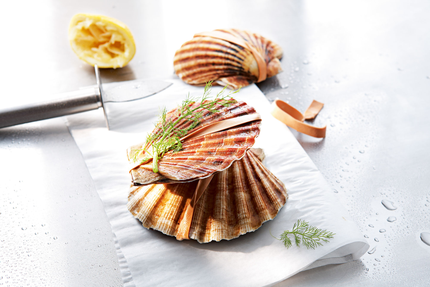 La Maison Andernos-les-Bains