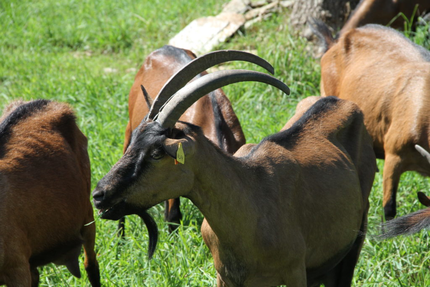 Le Restaurant Elevage Rodier