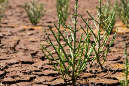 Aperibay | Dégustation Fruits de mer: palourdes, huîtres et moules farcis dans la baie du Mont-Saint-Michel