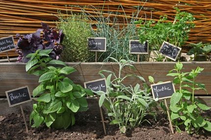 L'élabo de Paulette