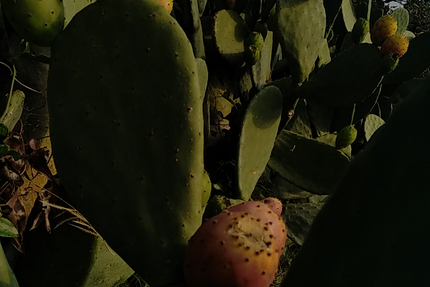 La ferme du Domaine le Temps Retrouvé