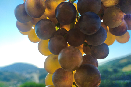 La ferme du Domaine le Temps Retrouvé
