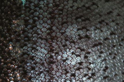 RESTAURANT DES PETITS POIS SONT ROUGES