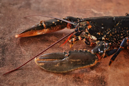 Restaurant L'Evidence