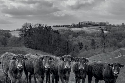 Restaurant La Boucherie