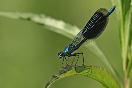 Brasserie Le Chalet Rhin & Découverte