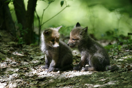 Brasserie Le Chalet Rhin & Découverte