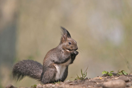 Brasserie Le Chalet Rhin & Découverte