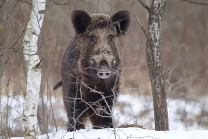 Brasserie Le Chalet Rhin & Découverte