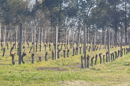 Le Bistrot des Vignes