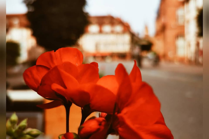Restaurant 🥨 La Rose🌹 Wissembourg