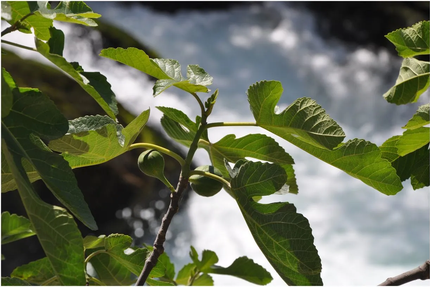 La Figuiere Fontaine de Vaucluse