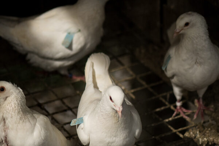 La Volière de mesquer